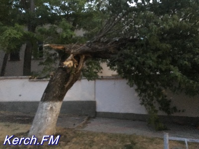 Около школы в Керчи ветер сломал дерево