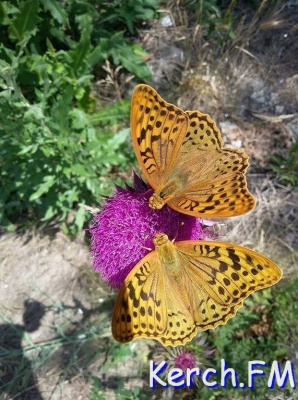 Остановись мгновение: керчанка поделилась фотографиями бабочек