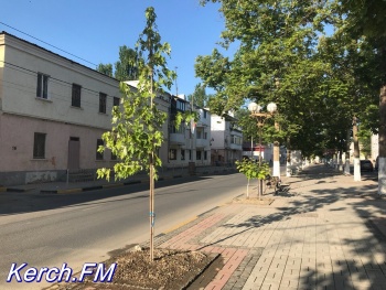 Новости » Общество: На Пирогова в Керчи высадили новые деревья