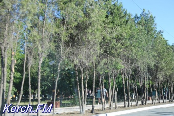 Керчане не понимают, зачем на Айвазовского так странно обрезали деревья
