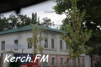 Ты репортер: В Керчи начали засыхать новые деревья на Пирогова