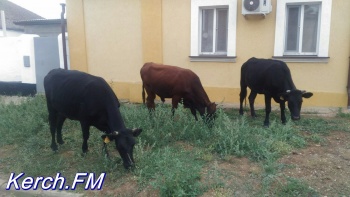 В Керчи коровы гуляли по палисадникам частных домов