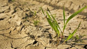 Власти Крыма оценили прямой ущерб от засухи в 250 млн рублей