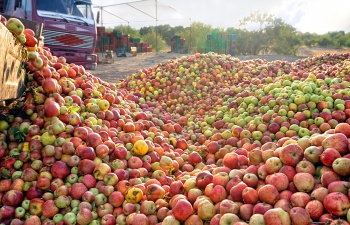 Власти Крыма ожидают роста урожая фруктов и ягод до 150 тыс тонн в этом году