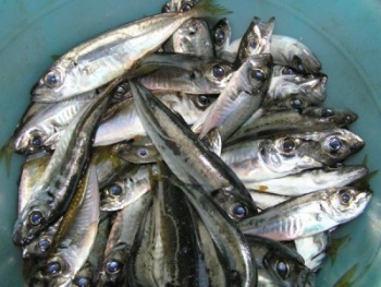 В Черном и Азовском морях снизился объем вылова рыбы по сравнению с 2017 годом