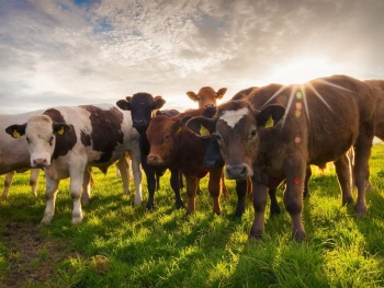 Поголовье крупного рогатого скота в Крыму за год выросло на 13%