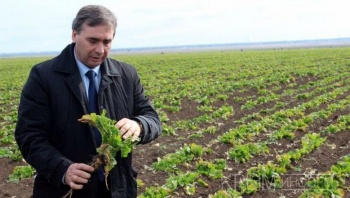 В Крыму предлагают наказывать аграриев за «неместные» семена
