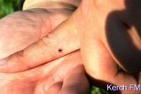 Новости » Общество: В больницы Керчи обратились более двухсот человек с укусами клещей