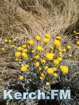 Новости » Общество: В Приморском парке Керчи вместе с травой покосили  цветы