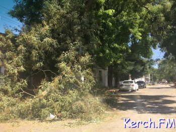 В Керчи на 23 Мая ветка с дерева упала на дорогу