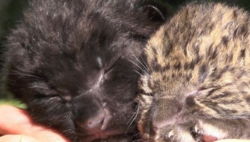 Новости » Общество: Редкий черный леопард родился в Крыму