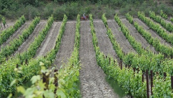 Новости » Общество: За последние пять лет в Крыму втрое увеличилась площадь посадки виноградников