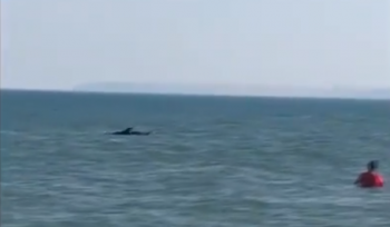 Новости » Общество: Керчане наблюдали дельфинов у берегов Героевки