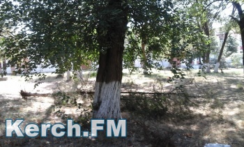В Керчи водоканал вырвал с корнем несколько деревьев в районе порыва
