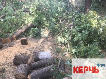 Новости » Криминал и ЧП: В Керчи вырубают деревья в Комсомольском парке