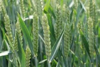 Новости » Общество: Крымским аграриям нужно подготовить к севу озимых почти 90 тыс тонн семян