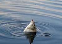 В Черном море вводится запрет на лов черноморской кефали