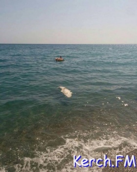 Новости » Криминал и ЧП: В Ялте на пляже нашли мертвого крокодила