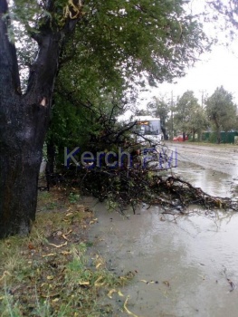 Ураган в Керчи повалил дерево прямо на трассу с общественным транспортом