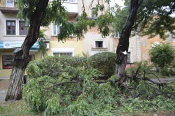 Новости » Криминал и ЧП: В Керчи повалило деревья в районе Войкова и в Аршинцево