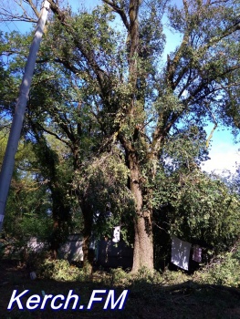 Керчане боятся, что огромное дерево упадет на жилой дом