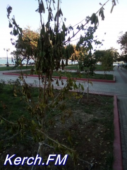 Новости » Общество: В Керчи сохнут деревья, которые недавно высадили на набережной