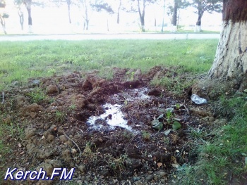 Новости » Общество: На газоне в Керчи появляется болото, - керчане