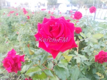 Ты репортер: Керчанку удивили розы, которые цветут вдоль Адмиралтейского проезда