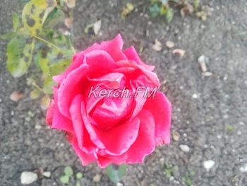 Керчанку удивили розы, которые цветут вдоль Адмиралтейского проезда