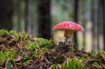 В крымском монастыре отравились грибами 15 человек,- источник