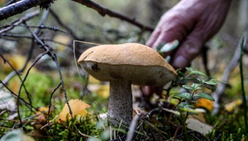 В Крыму почти сутки искали пропавшую любительницу грибов