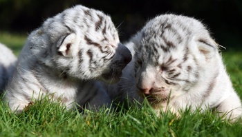 В Крыму в сафари-парке родились белые «королевские» тигрята