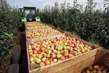 Урожай яблок в Крыму в этом году втрое больше прошлогоднего