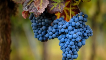 Крымские аграрии завершили сбор винограда