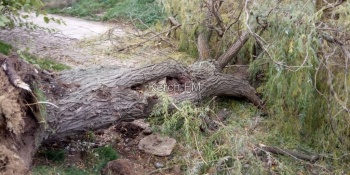 В Керчи упало дерево и полностью перекрыло дорогу