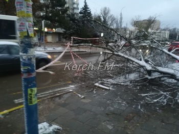 В Керчи упало дерево и перегородило тротуар