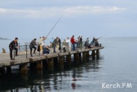 Новости » Общество: Крымский отдел Росрыболовства разъяснил о запрете лова черноморских кефалей