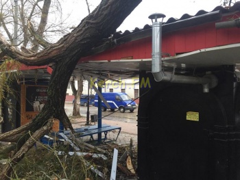 Новости » Криминал и ЧП: В Керчи огромное дерево упало на остановку в центре города