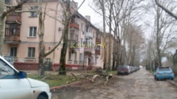 Ураган собирает урожай: в Керчи на Борзенко упало  дерево