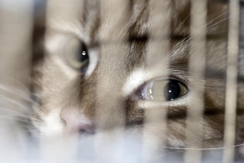 Новости » Милосердие: Керчане просят спасти запертую в подвале кошку