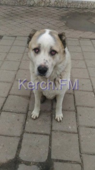 Ты репортер: Новогодние праздники в Керчи - сезон сбежавших собак: кто потерял алабая?