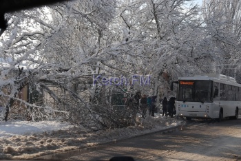 Новости » Общество: На остановку «Школьная»  в  Керчи упало дерево