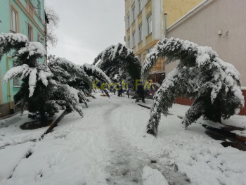 Новости » Общество: Кипарисы на Циолковского в Керчи вырвало с корнями