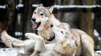 В Крыму планируют сократить численность волков втрое