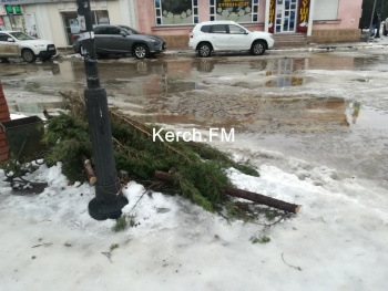 Новости » Криминал и ЧП: В Керчи на Циолковского спилили несколько кипарисов