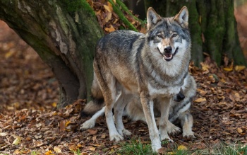 В Крыму остановили рост численности волков, создавших угрозу местной фауне