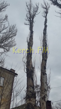 Новости » Общество: Керчане опасаются, что сухое дерево во дворе упадет кому-нибудь на голову