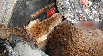 Новости » Криминал и ЧП: В Крыму устроили погоню за браконьером с двумя оленьими тушами в багажнике
