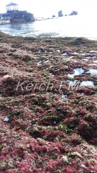 В Керчи на берег выбросило необычные водоросли
