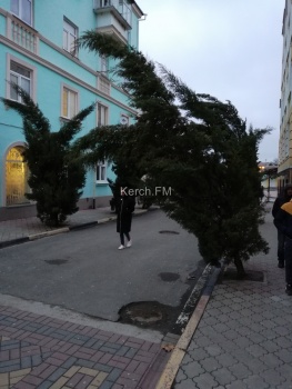 Новости » Экология: Керчане просят привести в порядок кипарисы после рождественского снегопада